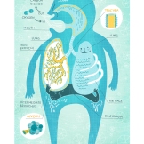respiratory system by rachel ignotofsky